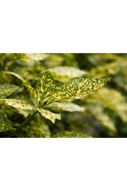 Аукуба японська Кротоніфолія листок